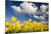 Tulips under Clear Sky-Craig Tuttle-Mounted Photographic Print