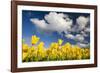 Tulips under Clear Sky-Craig Tuttle-Framed Photographic Print