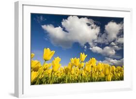 Tulips under Clear Sky-Craig Tuttle-Framed Photographic Print