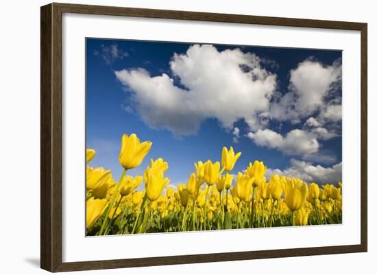 Tulips under Clear Sky-Craig Tuttle-Framed Photographic Print