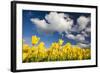 Tulips under Clear Sky-Craig Tuttle-Framed Photographic Print