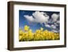 Tulips under Clear Sky-Craig Tuttle-Framed Photographic Print
