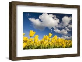 Tulips under Clear Sky-Craig Tuttle-Framed Photographic Print