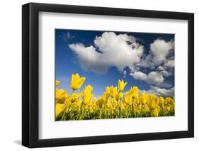 Tulips under Clear Sky-Craig Tuttle-Framed Photographic Print