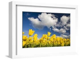 Tulips under Clear Sky-Craig Tuttle-Framed Photographic Print