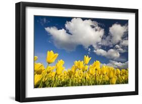 Tulips under Clear Sky-Craig Tuttle-Framed Photographic Print