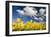 Tulips under Clear Sky-Craig Tuttle-Framed Photographic Print