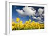 Tulips under Clear Sky-Craig Tuttle-Framed Photographic Print