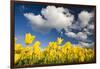 Tulips under Clear Sky-Craig Tuttle-Framed Photographic Print