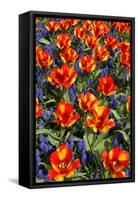 Tulips with Jagged Petals in the Garden.-protechpr-Framed Stretched Canvas