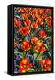 Tulips with Jagged Petals in the Garden.-protechpr-Framed Stretched Canvas