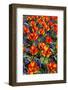 Tulips with Jagged Petals in the Garden.-protechpr-Framed Photographic Print