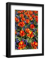 Tulips with Jagged Petals in the Garden.-protechpr-Framed Photographic Print