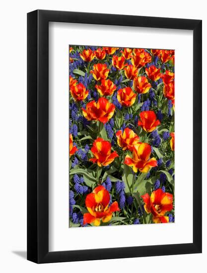 Tulips with Jagged Petals in the Garden.-protechpr-Framed Photographic Print