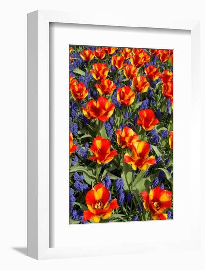 Tulips with Jagged Petals in the Garden.-protechpr-Framed Photographic Print