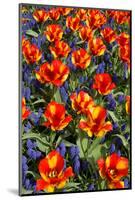 Tulips with Jagged Petals in the Garden.-protechpr-Mounted Photographic Print