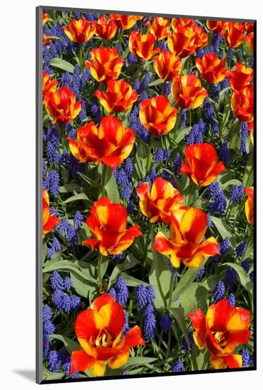 Tulips with Jagged Petals in the Garden.-protechpr-Mounted Photographic Print