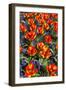 Tulips with Jagged Petals in the Garden.-protechpr-Framed Photographic Print