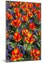 Tulips with Jagged Petals in the Garden.-protechpr-Mounted Photographic Print