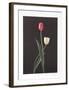 Tulips-Harvey Edwards-Framed Collectable Print