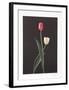 Tulips-Harvey Edwards-Framed Collectable Print