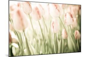 Tulips-Katja Marzahn-Mounted Giclee Print