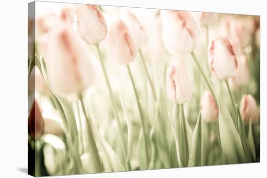Tulips-Katja Marzahn-Stretched Canvas