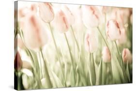 Tulips-Katja Marzahn-Stretched Canvas