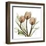 Tulips-Albert Koetsier-Framed Art Print