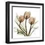 Tulips-Albert Koetsier-Framed Art Print