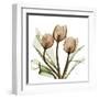 Tulips-Albert Koetsier-Framed Art Print