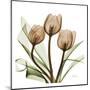 Tulips-Albert Koetsier-Mounted Art Print