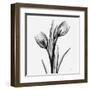 Tulips-Albert Koetsier-Framed Art Print