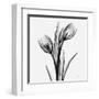 Tulips-Albert Koetsier-Framed Art Print