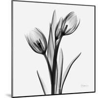 Tulips-Albert Koetsier-Mounted Art Print