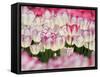 Tulips-null-Framed Stretched Canvas