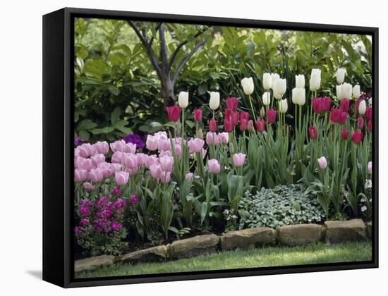 Tulips-null-Framed Stretched Canvas