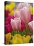 Tulips-Adam Jones-Stretched Canvas