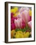 Tulips-Adam Jones-Framed Photographic Print