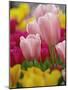 Tulips-Adam Jones-Mounted Photographic Print