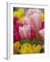 Tulips-Adam Jones-Framed Photographic Print