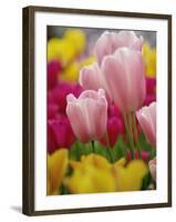 Tulips-Adam Jones-Framed Photographic Print