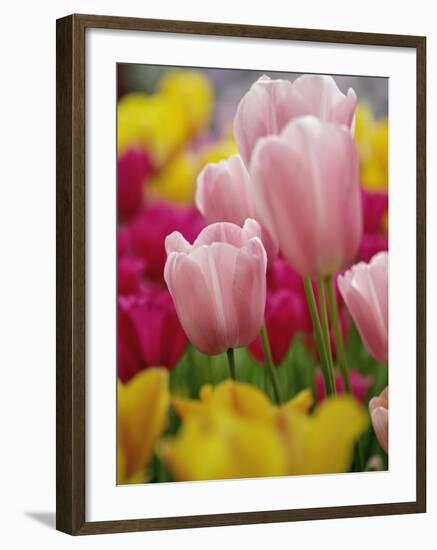 Tulips-Adam Jones-Framed Photographic Print