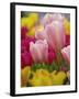 Tulips-Adam Jones-Framed Photographic Print