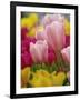 Tulips-Adam Jones-Framed Photographic Print