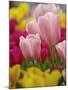 Tulips-Adam Jones-Mounted Photographic Print