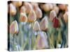 Tulips-Cindy Kassab-Stretched Canvas