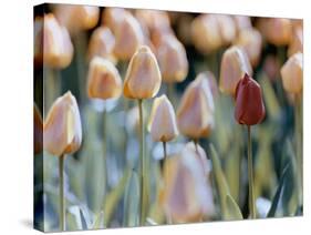 Tulips-Cindy Kassab-Stretched Canvas
