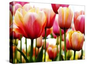 Tulips-null-Stretched Canvas