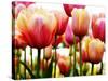 Tulips-null-Stretched Canvas